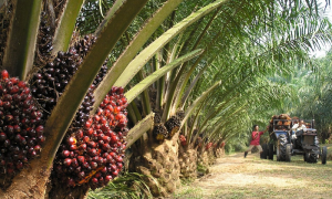 A typical Palm Oil Plantation