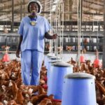 Poultry Value Chain Drives Agric Commercialization Sub Sector Of Nigeria Economy–Ezeobiora